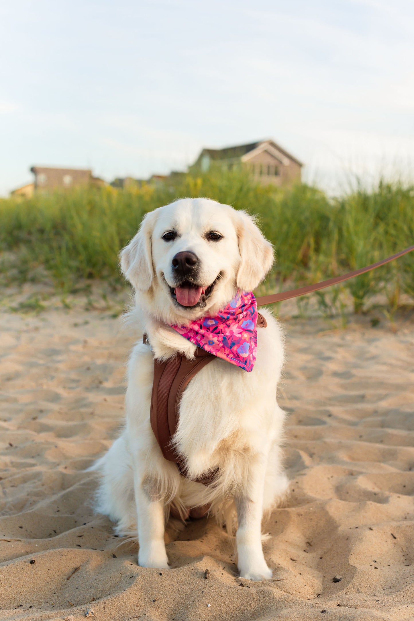 Custom Dog Bandanas